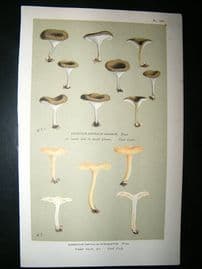 Cooke British Fungi 1880's Antique Mushroom Print. Agaricus Offuciatus 287