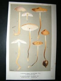 Cooke British Fungi 1880's Antique Mushroom Print. Agaricus Pelianthinus 156