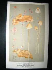 Cooke British Fungi 1880's Antique Mushroom Print. Agaricus Sanguinolentus 163