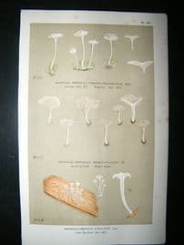Cooke British Fungi 1880's Antique Mushroom Print. Agaricus Stellatus 241