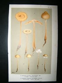 Cooke British Fungi 1880's Antique Mushroom Print. Agaricus Stevensoni 145