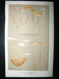 Cooke British Fungi 1880's Antique Mushroom Print. Agaricus Tenacellus 152