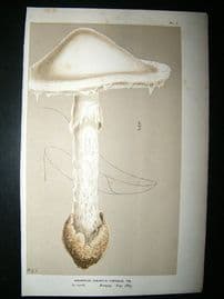 Cooke British Fungi 1880's Antique Mushroom Print. Agaricus Virosus 1