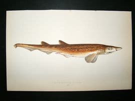 Couch: 1867 Antique Fish Print. Black Mouthed Dogfish