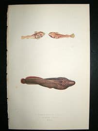 Couch: 1867 Antique Fish Print. Cornish Sucker Fish, etc