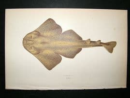 Couch: 1867 Antique Fish Print. Monkfish