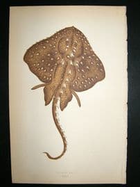 Couch: 1867 Antique Fish Print. Starry Ray