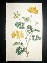 Curtis 1787 Hand Col Botanical Print. Day-Smelling Coronilla #13,