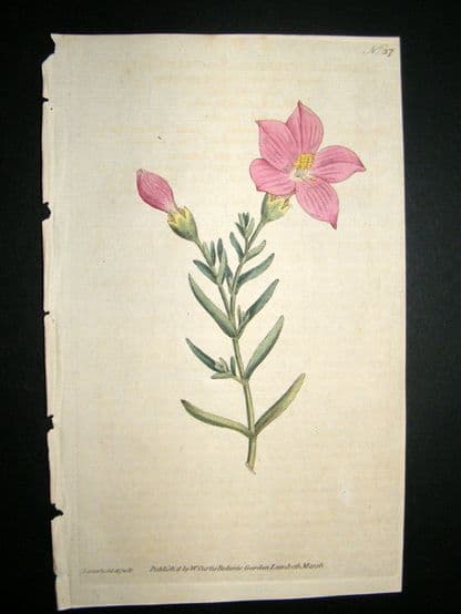 Curtis 1787 Hand Col Botanical Print. Shrubby Chironia #37, | Albion Prints