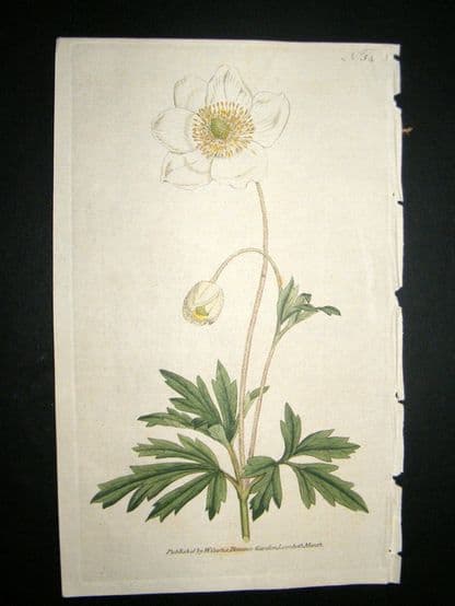 Curtis 1787 Hand Col Botanical Print. Snowdrop Anemony #54, | Albion Prints