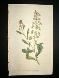 Curtis 1787 Hand Col Botanical Print. Sweet-Scented Reseda or Mignonette #29,