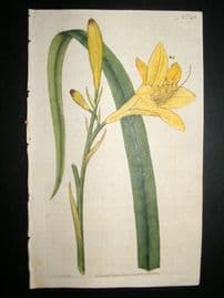 Curtis 1787 Hand Col Botanical Print. Yellow Day-Lily #19,