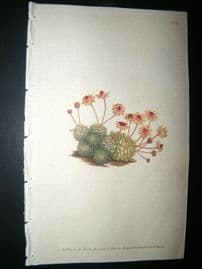 Curtis 1789 Hand Col Botanical Print. Dwarf Houseleek 93