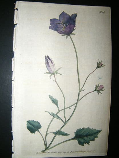Curtis 1790 Hand Col Botanical Print. Carpatian Bell-Flower 117 | Albion Prints