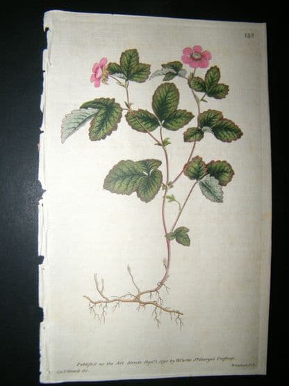 Curtis 1790 Hand Col Botanical Print. Dwarf Bramble 132 | Albion Prints