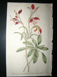 Curtis 1790 Hand Col Botanical Print. Striped-Flower'd Alstroemeria 125