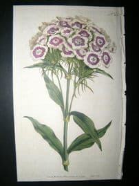 Curtis 1792 Hand Col Botanical Print. Bearded Pink or Sweet William 207