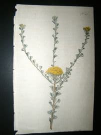 Curtis 1792 Hand Col Botanical Print. Fan Leaved Tansy 212