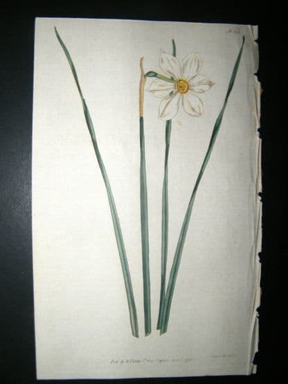 Curtis 1792 Hand Col Botanical Print. Narrow Leaved Narcissus 193 | Albion Prints