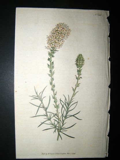 Curtis 1792 Hand Col Botanical Print. Oval-Headed Selago 186 | Albion Prints
