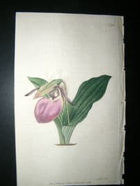 Curtis 1792 Hand Col Botanical Print. Two Leaved Lady's Slipper 192 Orchid