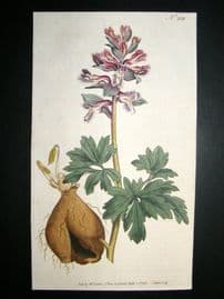 Curtis 1793 Hand Col Botanical Print. Hollow Rooted Fumitory 232
