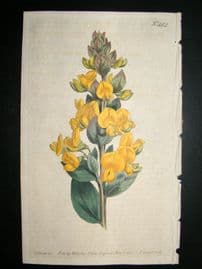 Curtis 1800 Hand Col Botanical Print. Three Flowered Crotalaria 482