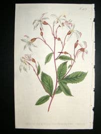 Curtis 1800 Hand Col Botanical Print. Three leaved Spiraea 489