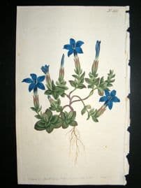 Curtis 1800 Hand Col Botanical Print. Vernal Gentian 491