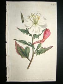 Curtis 1800 Hand Col Botanical Print. White Flowered Oenothera 468