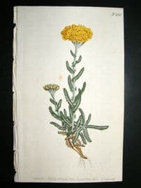 Curtis 1800 Hand Col Botanical Print. Woolly Milfoil 498