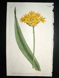 Curtis 1800 Hand Col Botanical Print. Yellow Garlic 499