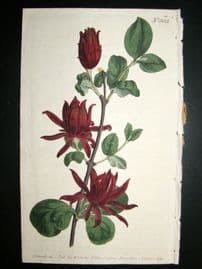 Curtis 1801 Hand Col Botanical Print. Carolina Allspice 503