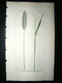 Curtis: 1804 Hand Col Botanical Print. Meadow Fox-Tail Grass 2