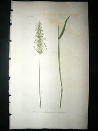 Curtis: 1804 Hand Col Botanical Print. Sweet Scented Vernal Grass 1