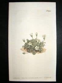 Curtis 1808 Hand Coloured Botanical Print. Northern Diapensia #1108