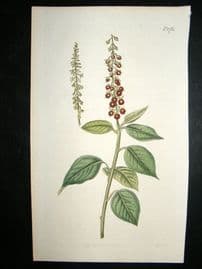 Curtis 1815 Hand Coloured Botanical Print. Downy Rivina #1781