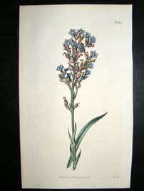 Curtis 1816 Hand Coloured Botanical Print. Cape Bugloss #1822