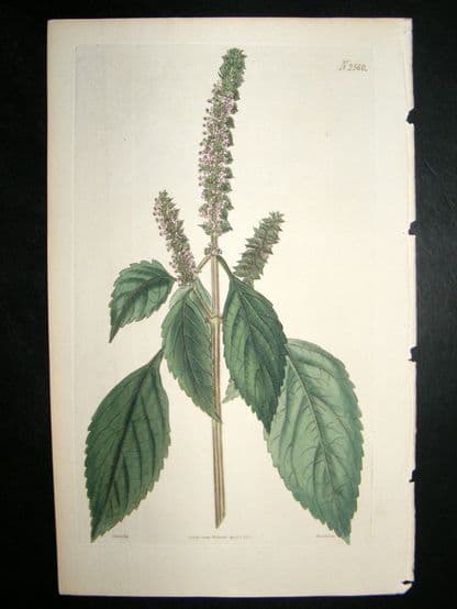 Curtis 1825 Hand Coloured Botanical Print. Crested Elsholtzia #2560 | Albion Prints