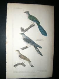 Cuvier C1835 Antique Hand Col Bird Print. Couas, Common Cuckoo, The Bill, 11