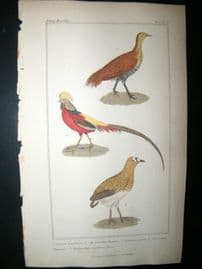 Cuvier C1835 Antique Hand Col Bird Print. Goden Pheasant, etc 55