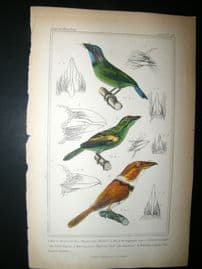 Cuvier C1835 Antique Hand Col Bird Print. The Great Pogon, The Barbicam, The Banded Tamatia, 46