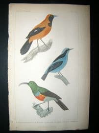 Cuvier C1835 Antique Hand Col Bird Print. The Pipitetc, 37