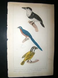 Cuvier C1835 Antique Hand Col Bird Print. The Tamatia, the malcoha, The Black Throated Barbt, 46