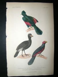 Cuvier C1835 Antique Hand Col Bird Print. The Touraco, The Hocco, The Plantain Eater, 52