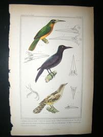 Cuvier C1835 Antique Hand Col Bird Print. Woodpecker Of Lesson, Common Wryneck