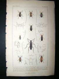 Cuvier C1835 Antique Hand Col Print. Amarygmus, Sphaeratus, Helops 42 Insects