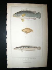 Cuvier C1835 Antique Hand Col Print. Anabas, Ployacanthus, Ophincephalns Fish #46