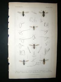 Cuvier C1835 Antique Hand Col Print. Aphritis, Merondon, Xylota 111 Insects