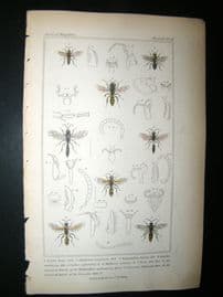 Cuvier C1835 Antique Hand Col Print. Astata, Oybelus, Meltinus, 81 Insects